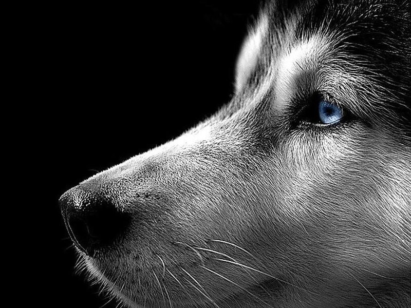 close-up of husky dog