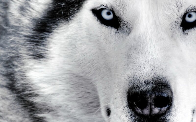 close-up of husky dog