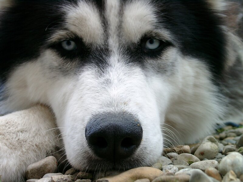 close-up of husky dog