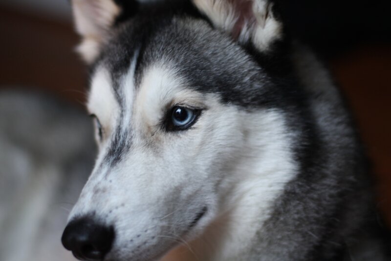 close-up of husky dog