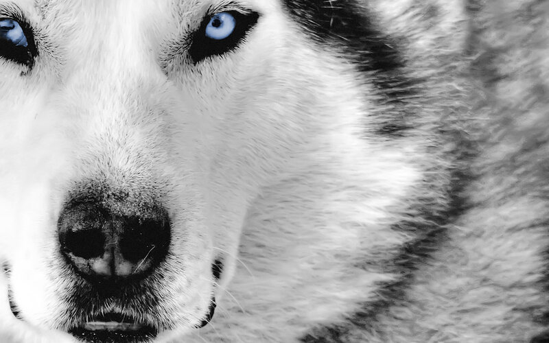 close-up of husky dog