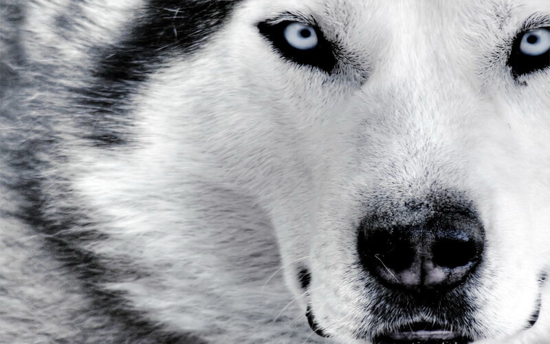 close-up of husky dog