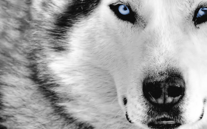 close-up of husky dog