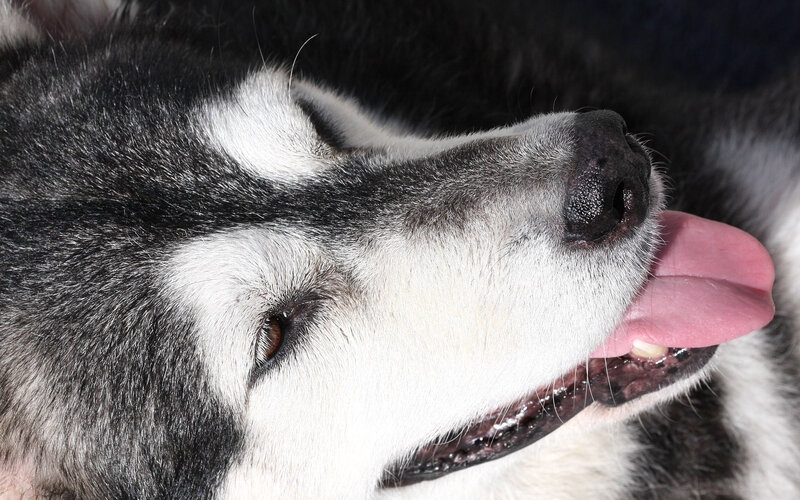 Close-up of Husky Dog — Black