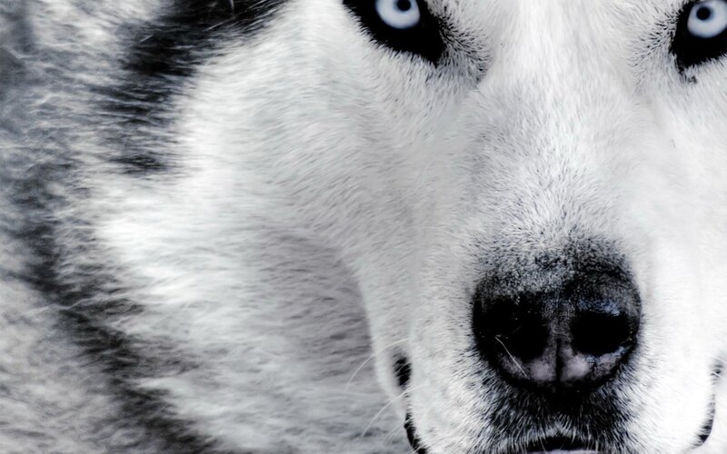 close-up of husky dog face