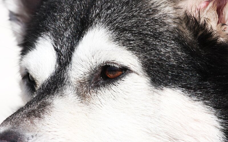 close-up of husky dog face