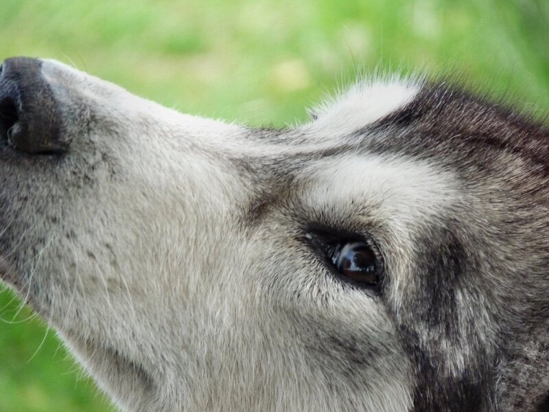 Close-up of Husky Dog — Gray