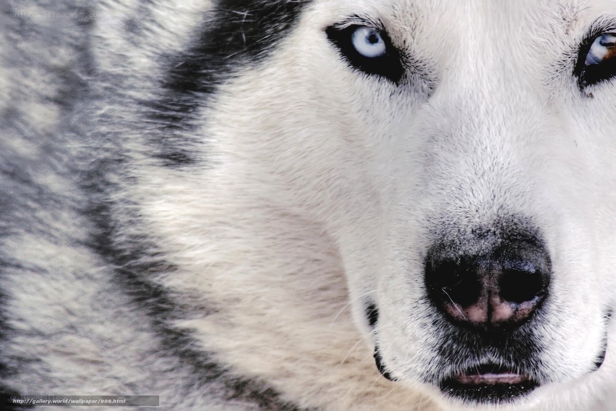 close-up of husky dog