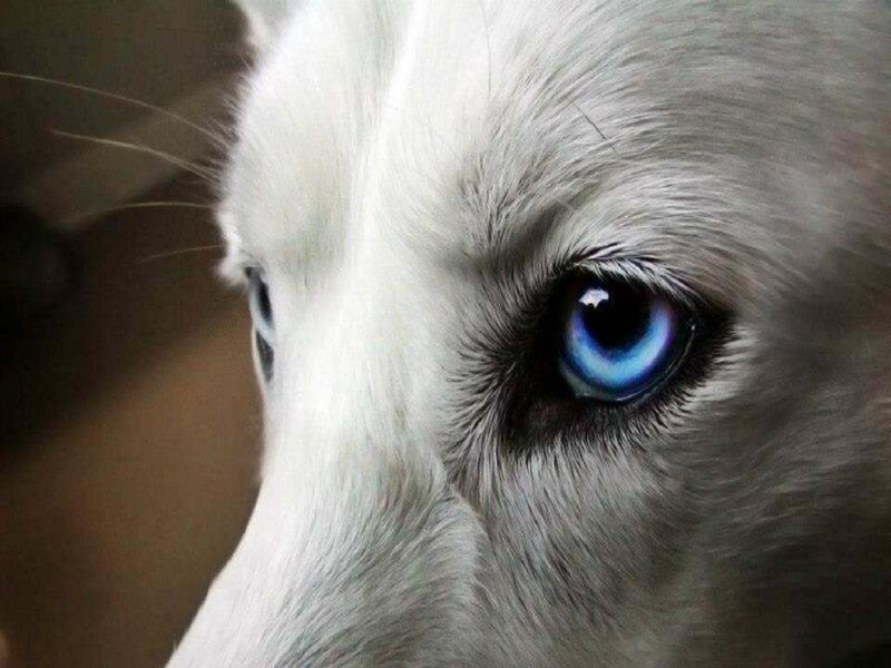 Close-up of Husky Eye