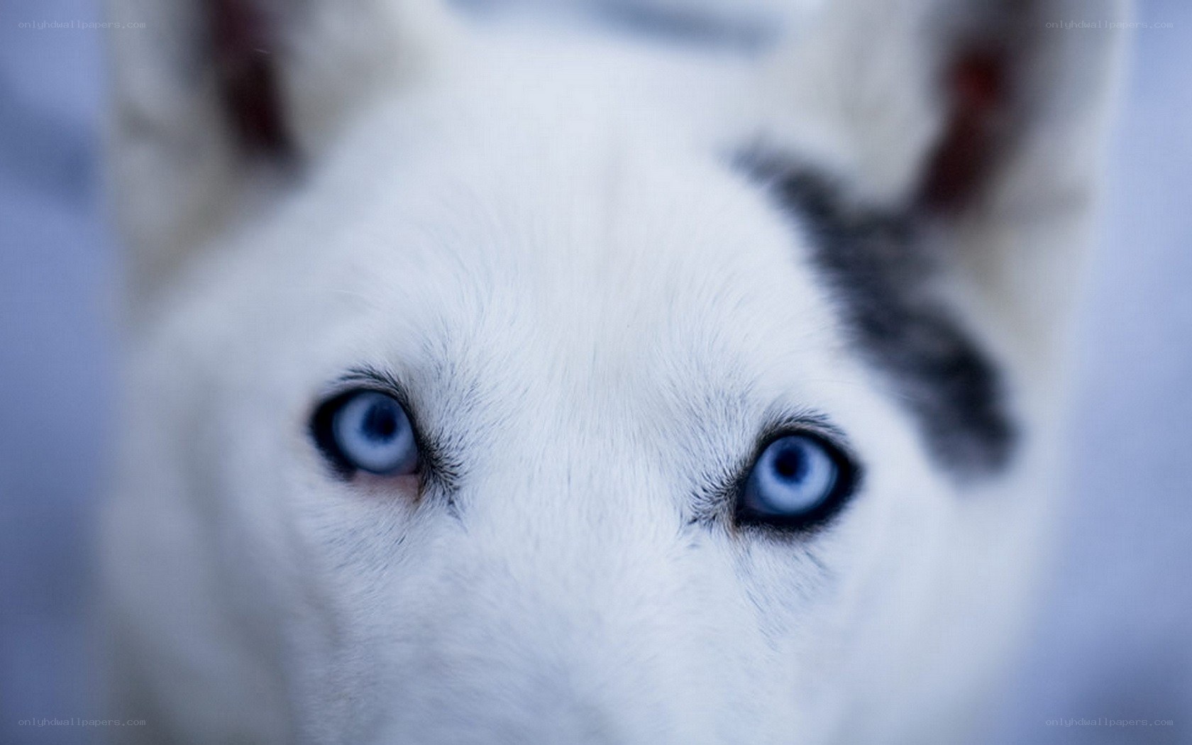 close-up of husky eyes