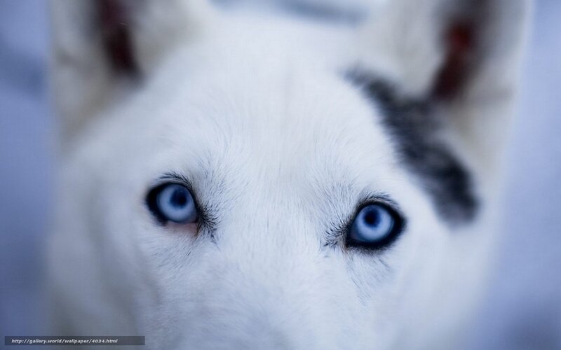 close-up of husky eyes