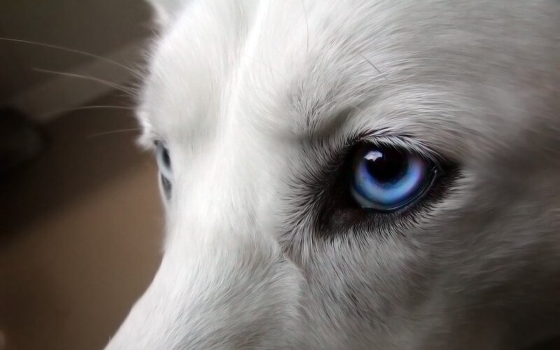 Close-up of Husky Eyes — White, Intense