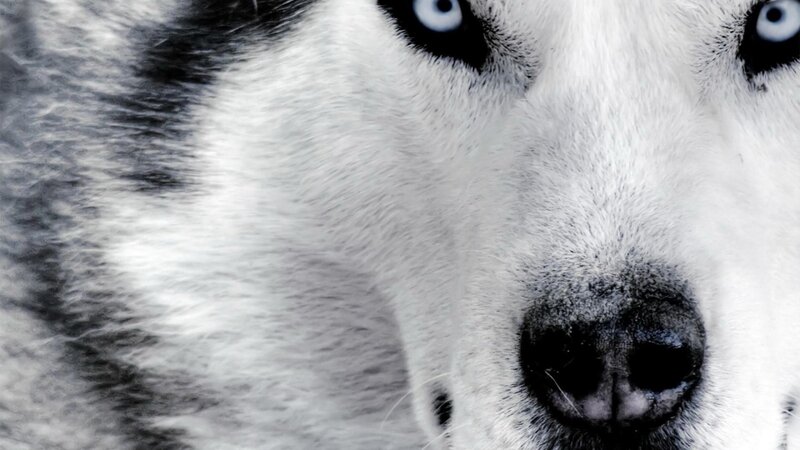 Close-up of Husky Face