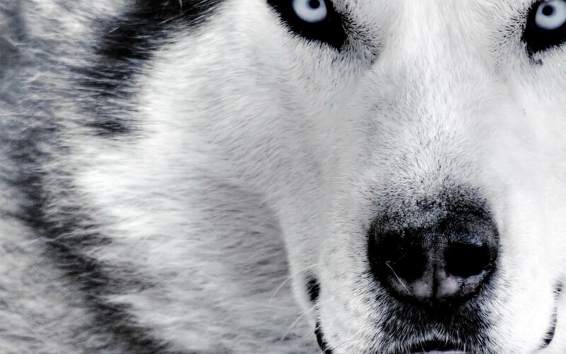 Close-up of Husky Face — White