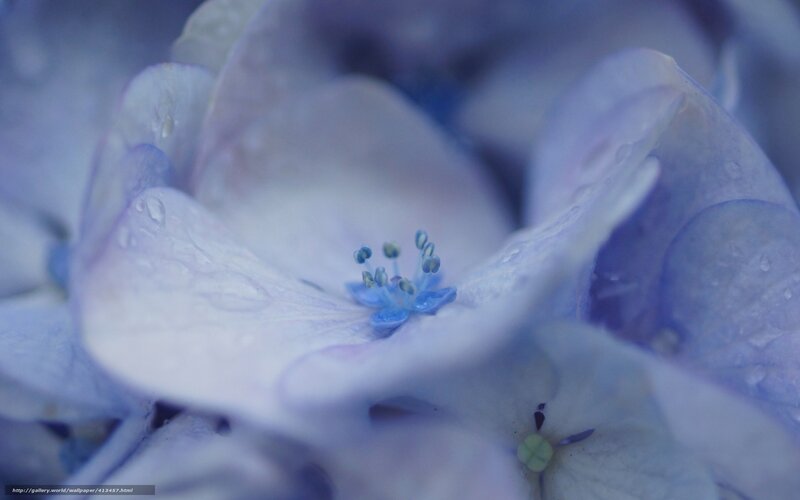 Close-up of Hydrangea Flower — Blue
