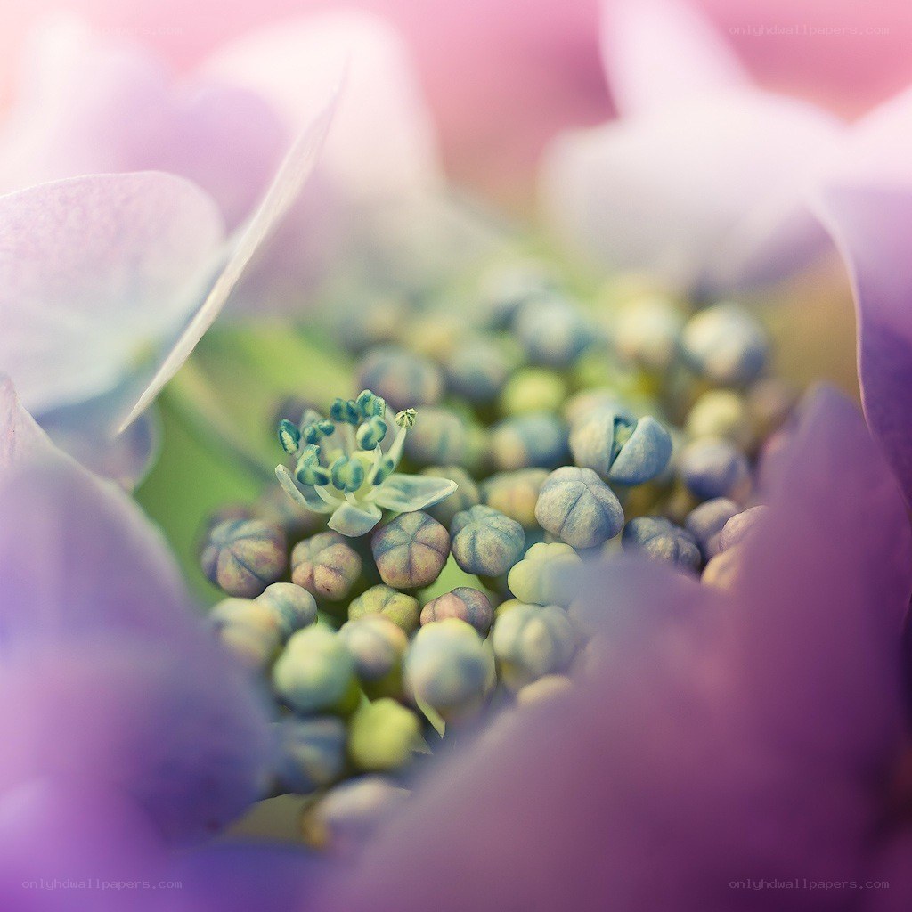 Close-up of hydrangea flower