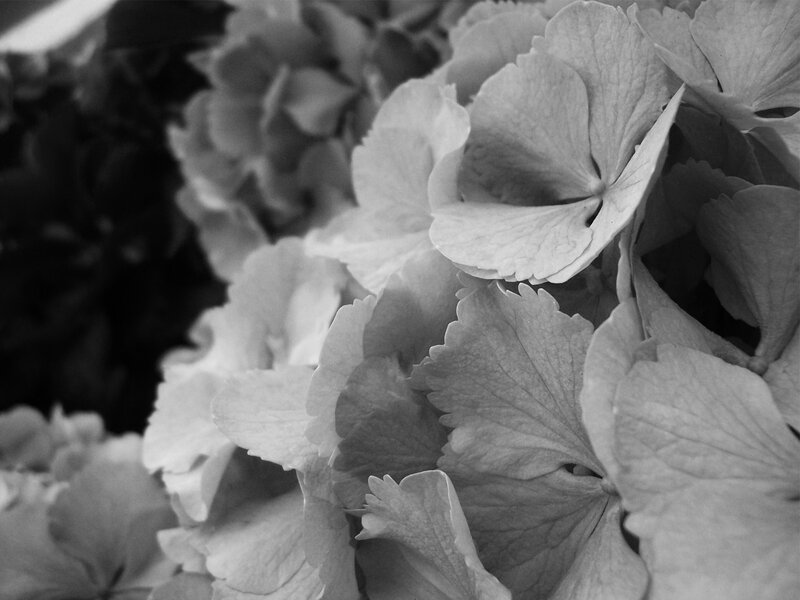 close-up of hydrangea flowers