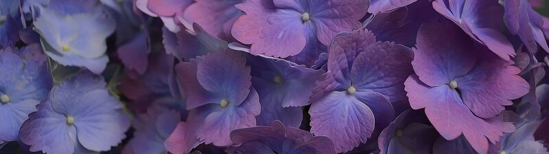 Close-up of Hydrangea Flowers — Purple