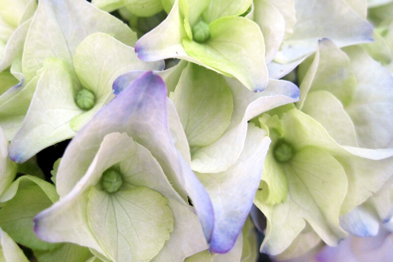 Close-up of Hydrangea Flowers — White