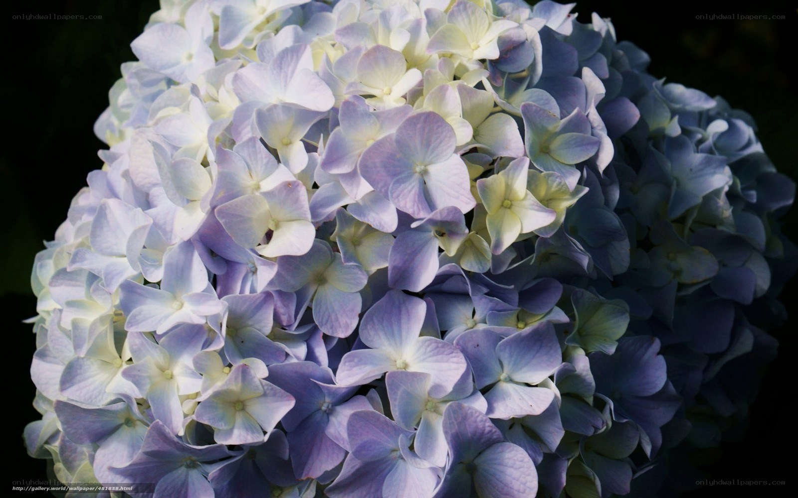 Close-up of hydrangea flowers