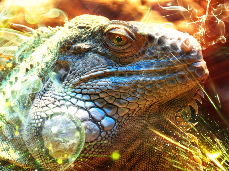 close-up of iguana head