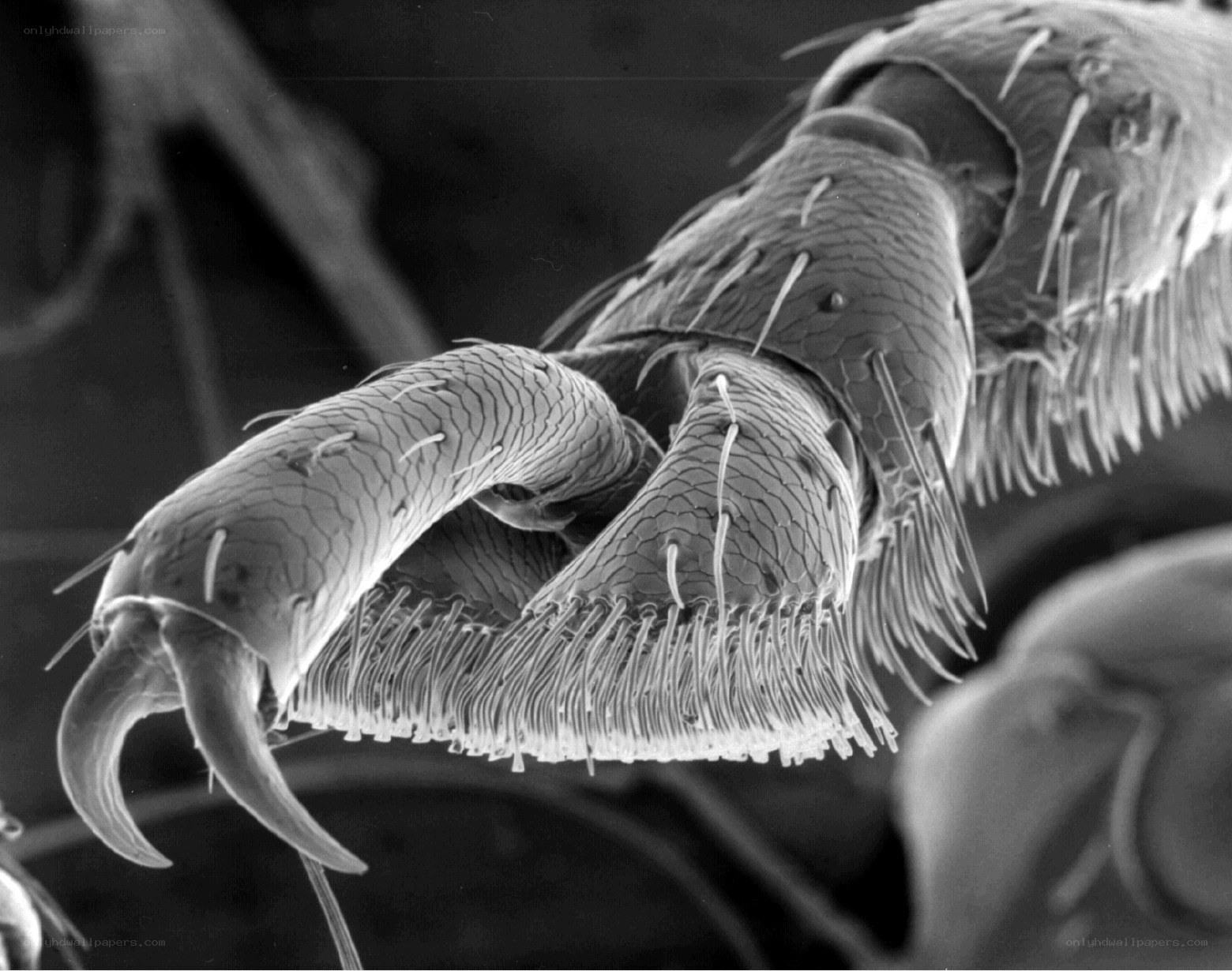 Close-up of insect appendages