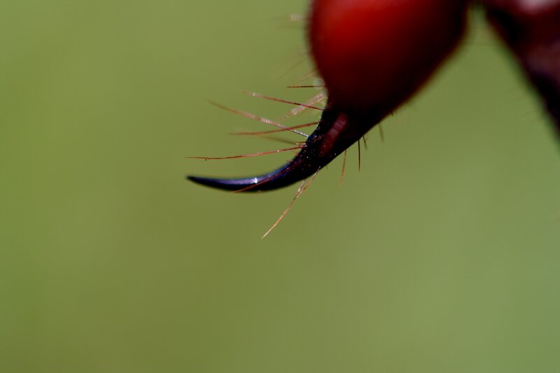 close-up of insect claw