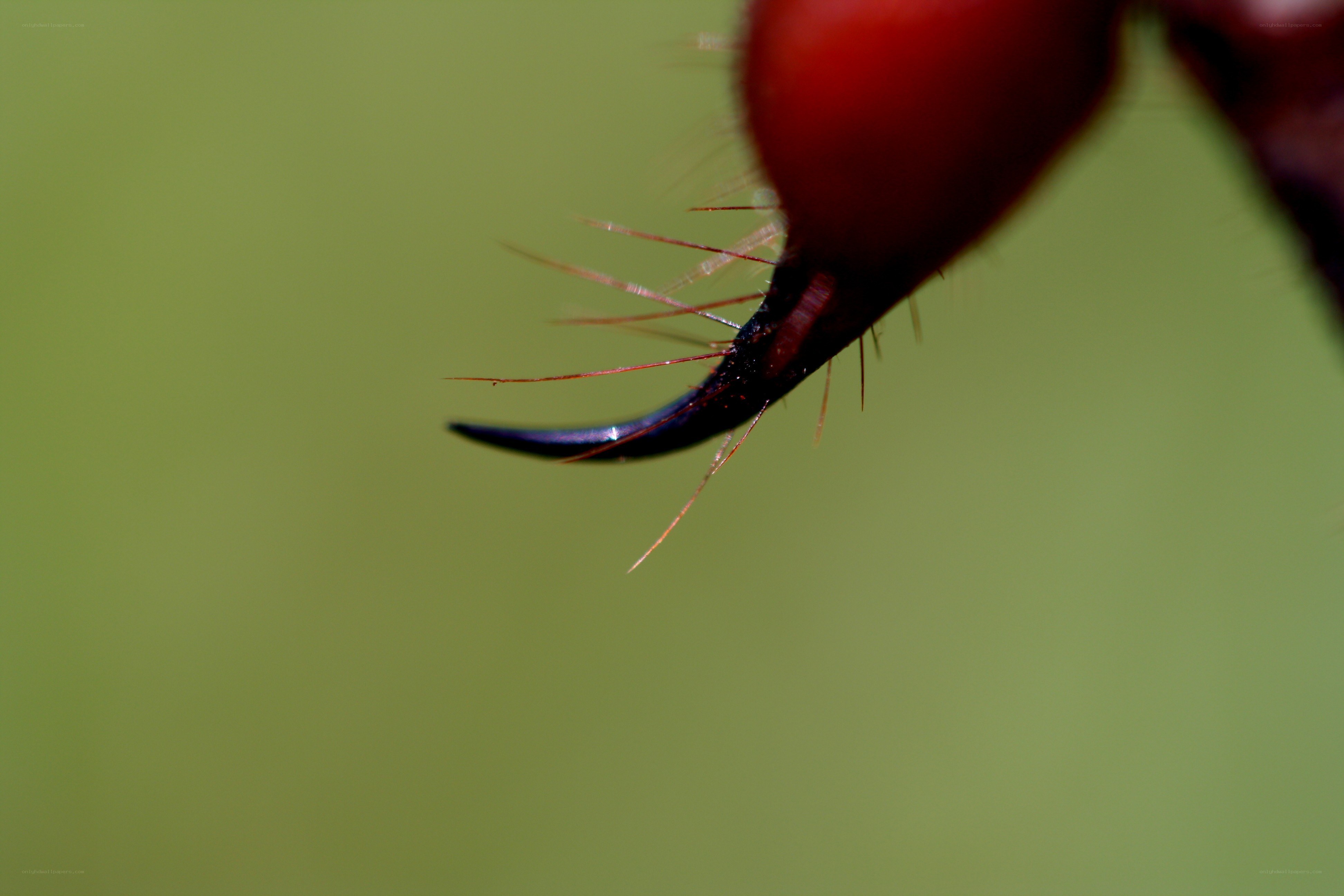 close-up of insect claw
