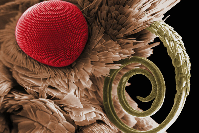 close-up of insect eye and antenna