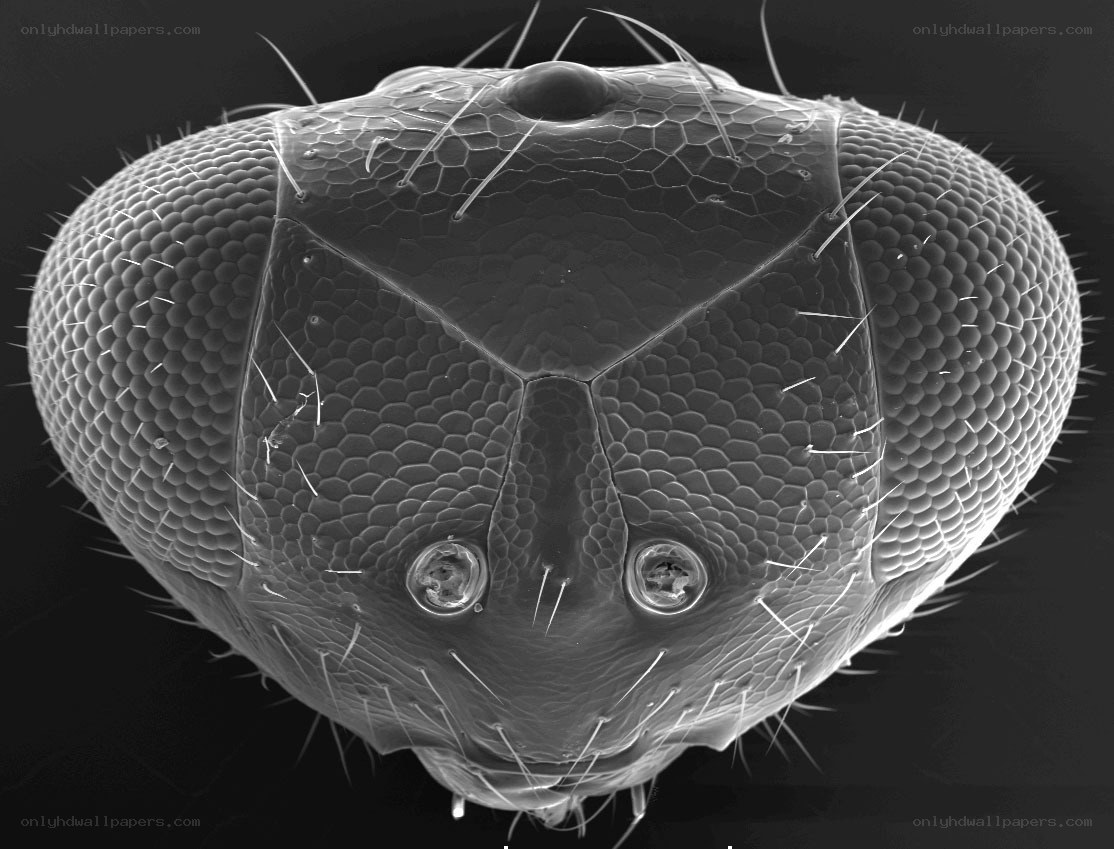 close-up of insect head