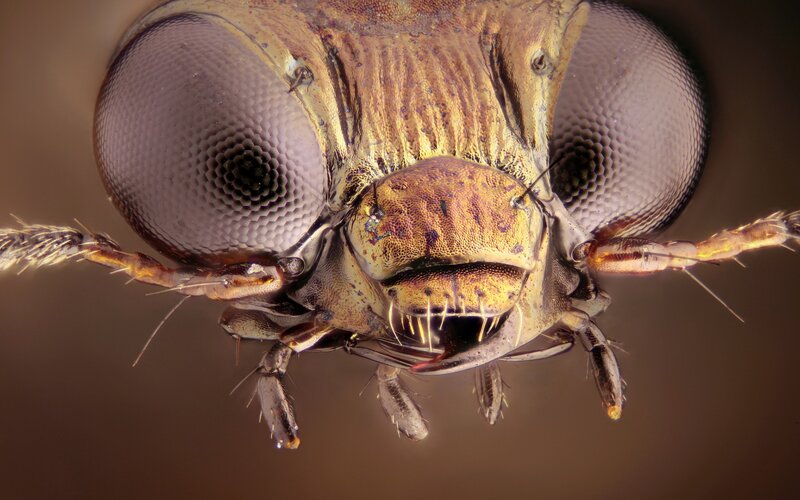 Close-up of Insect Head — Brown, Detailed, Photograph