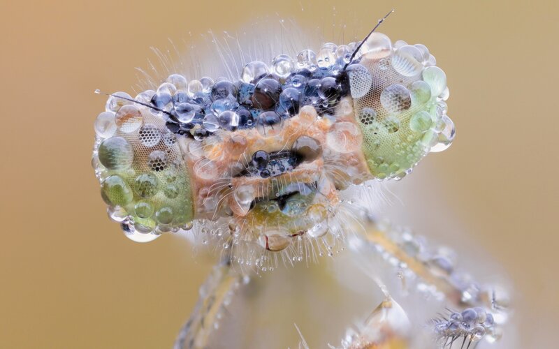 Close-up of Insect Head — Green, Detailed