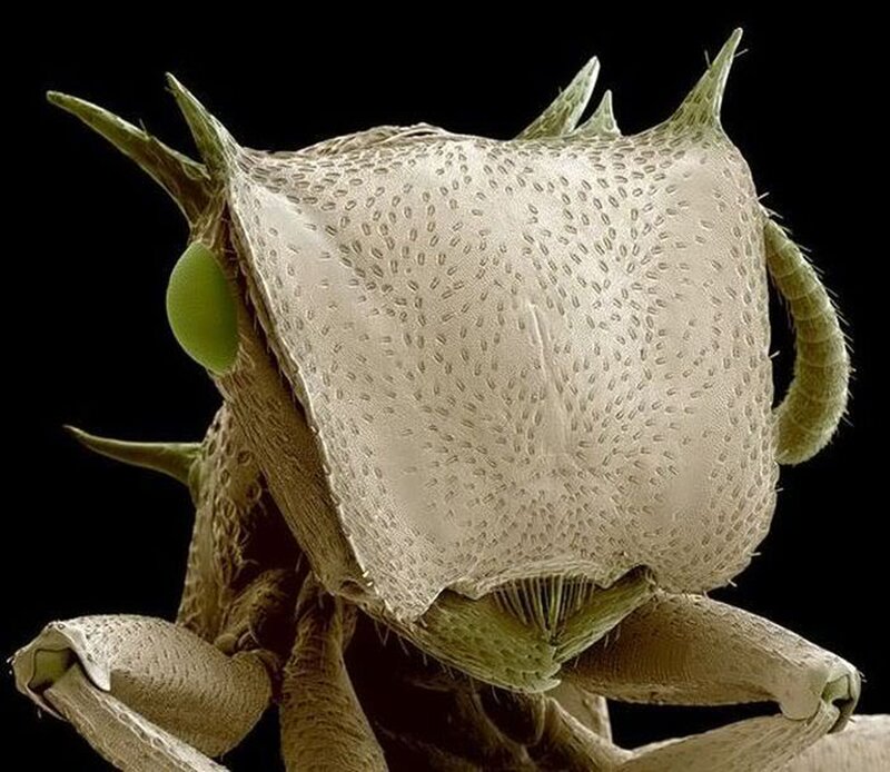 Close-up of Insect Head — Green, Dramatic