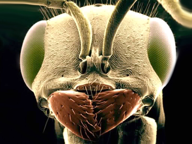 Close-up of Insect Head — Green