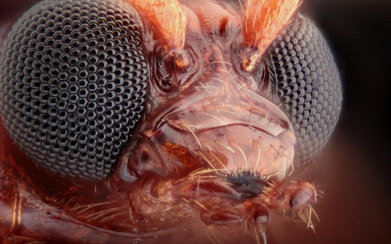 close-up of insect head