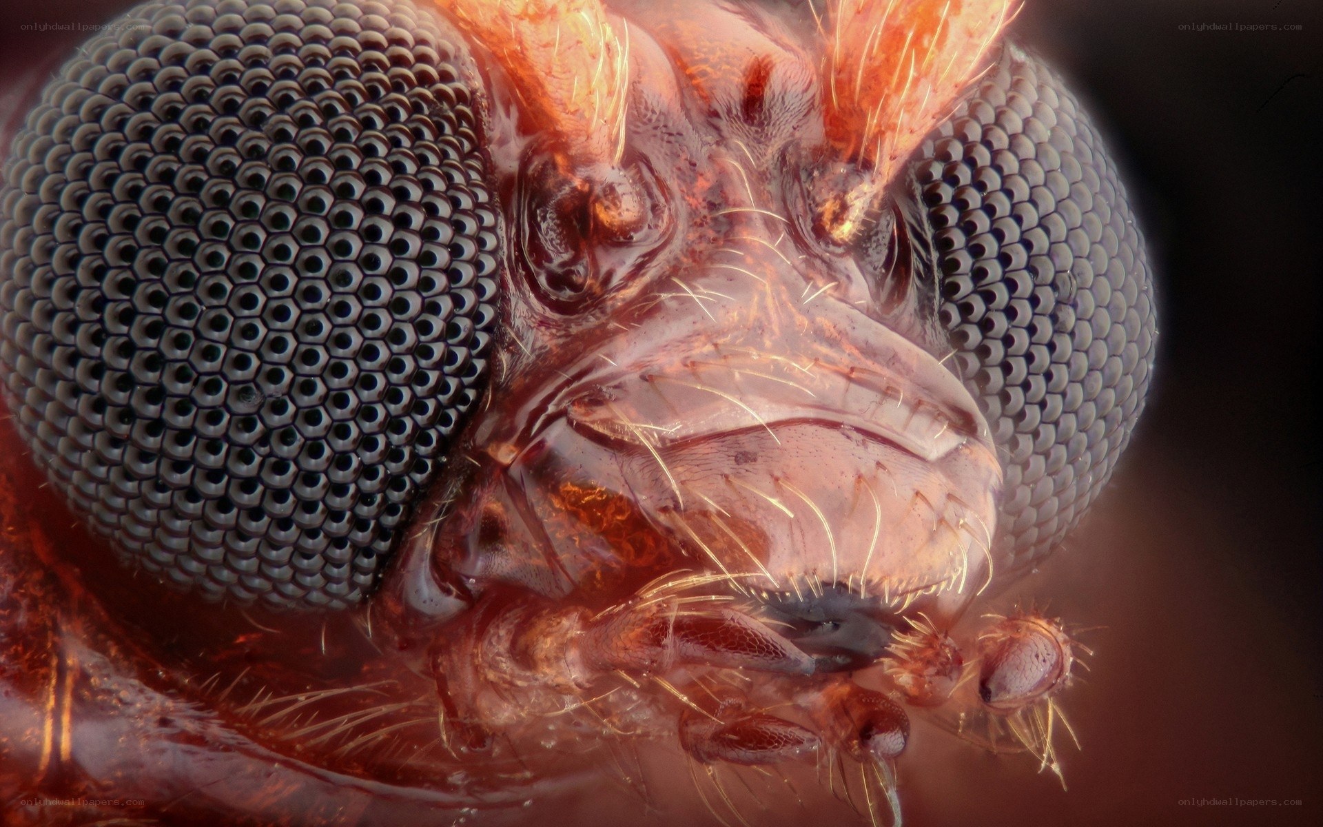 close-up of insect head