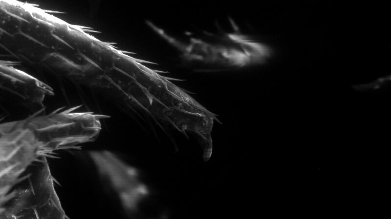 close-up of insect leg