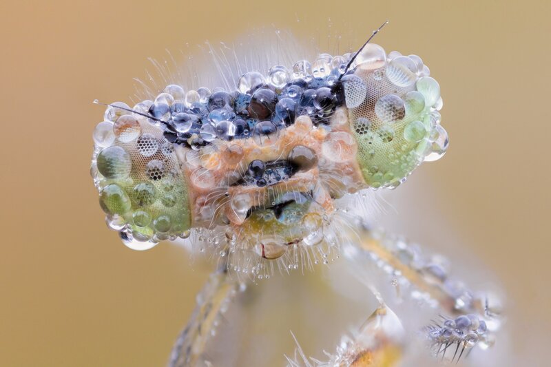 Close-up of insect with water droplets