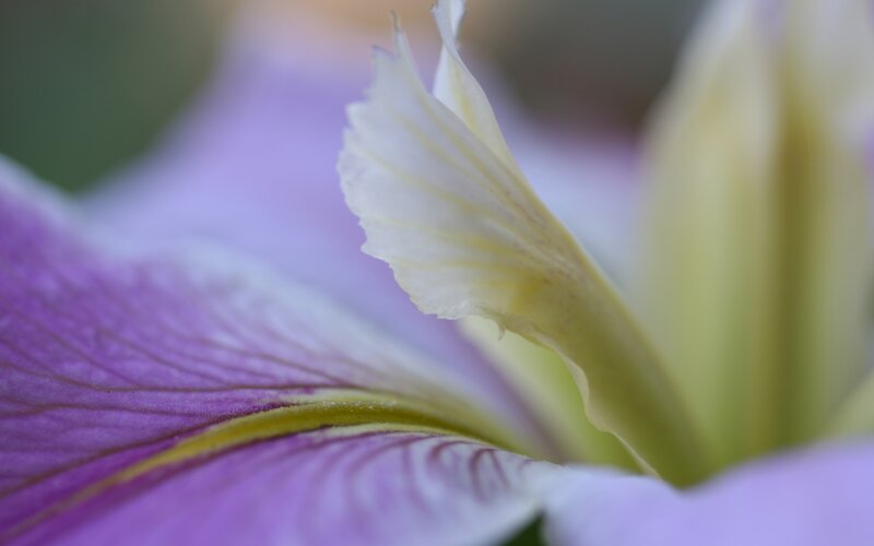 Close-up of Iris Flower — Purple, Serene