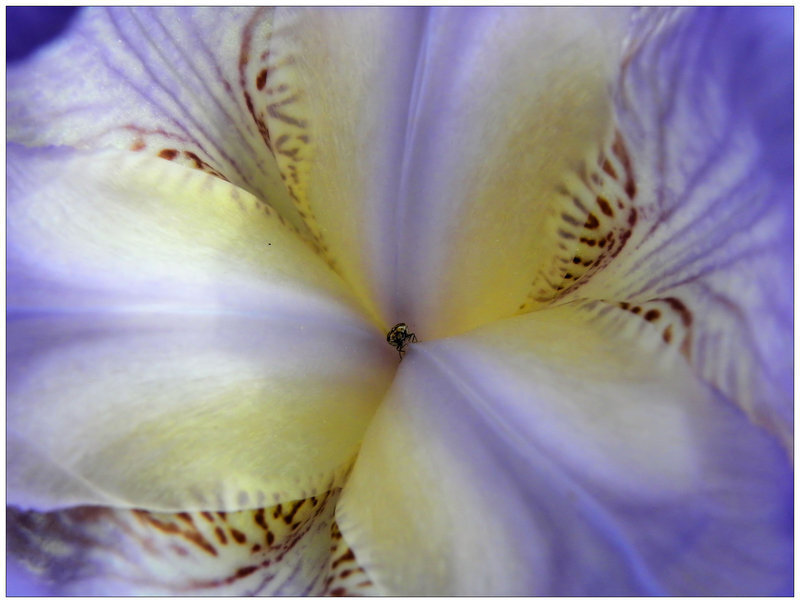 Close-up of Iris Flower