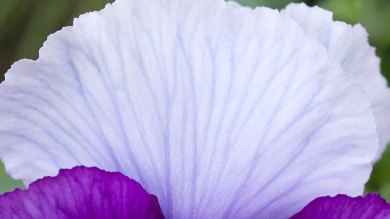 Close-up of Iris Flower — White