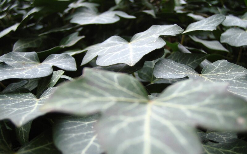 close-up of ivy leaves