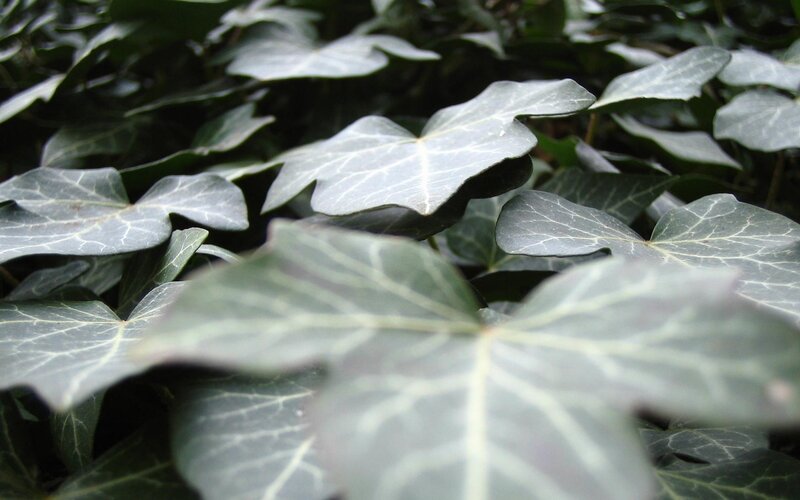 close-up of ivy leaves