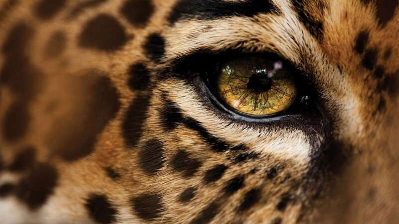Close-up of Jaguar Eye