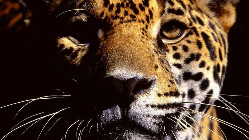 Close-up of Jaguar Face — Black