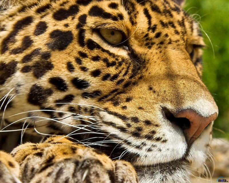 Close-up of Jaguar Face — Brown, Calm