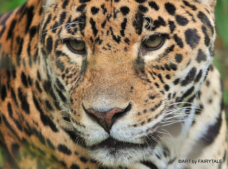 Close-up of Jaguar Face — Brown, Intense