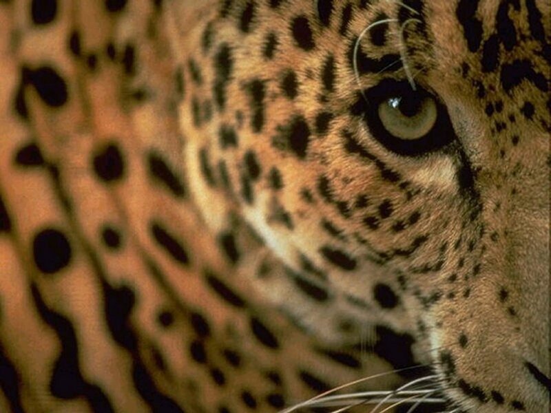Close-up of Jaguar Face — Brown
