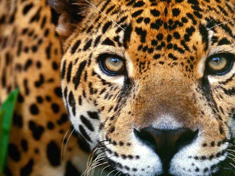 Close-up of Jaguar Face