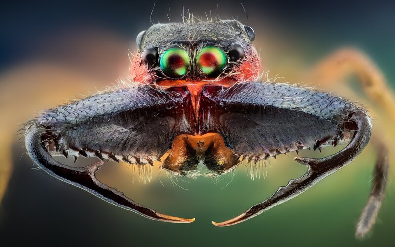 Close-up of Jumping Spider — Black, Dramatic